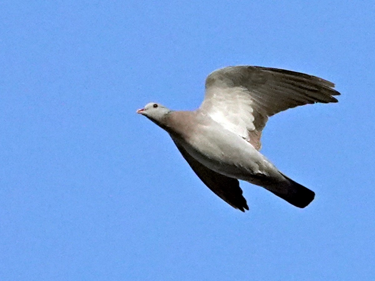 Stock Dove - ML625760047