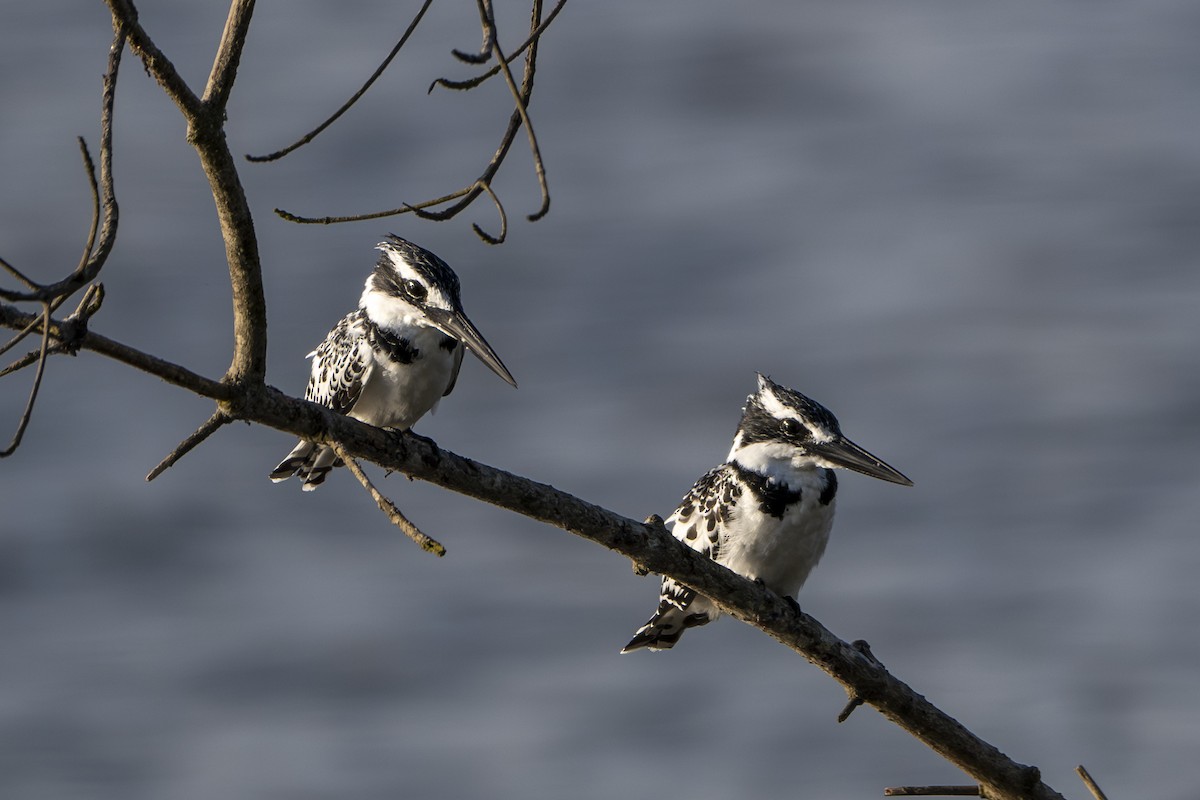 Pied Kingfisher - ML625760100