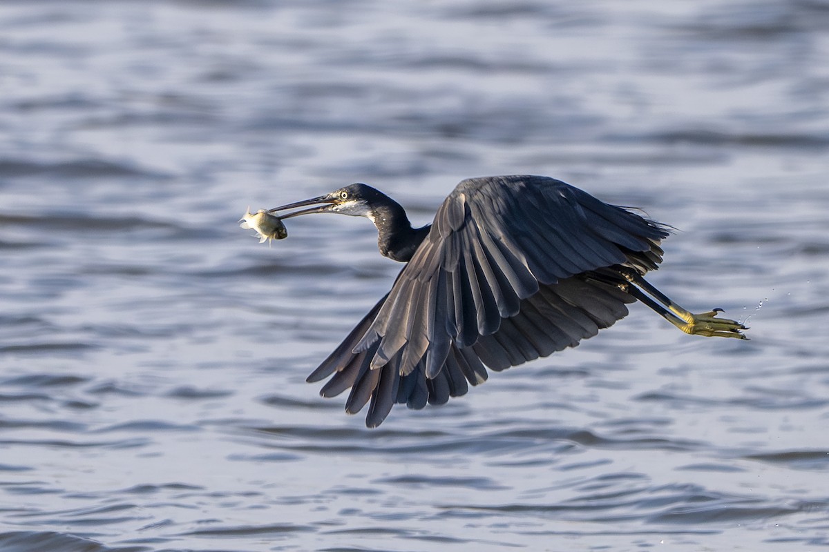 Western Reef-Heron (Western) - ML625760246