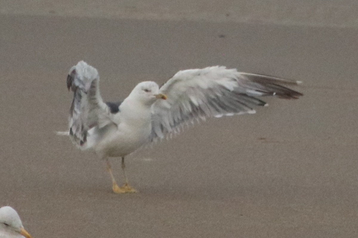 Lesser Black-backed Gull - ML625760267