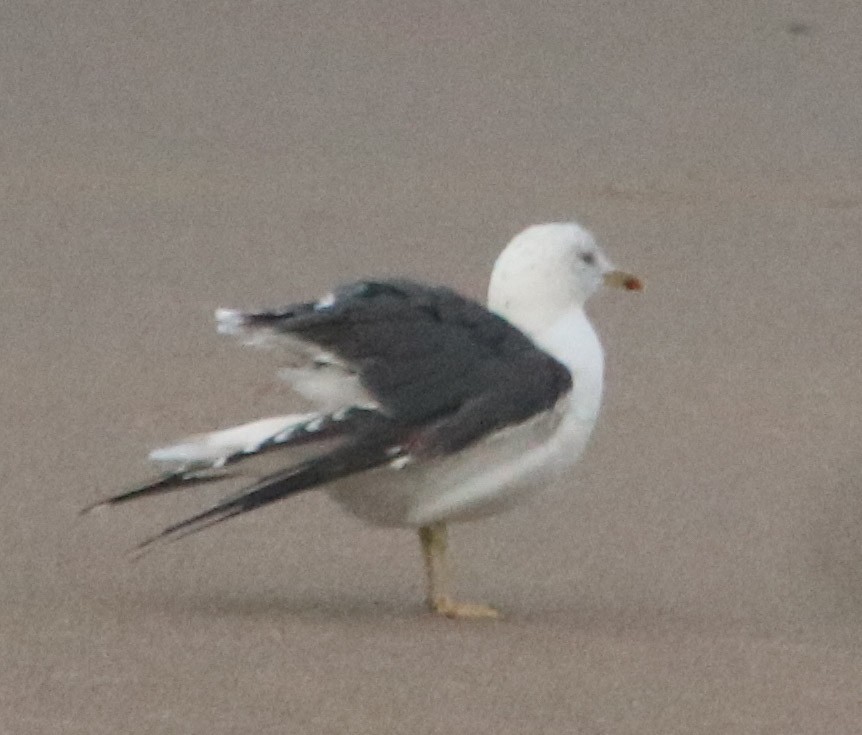 Lesser Black-backed Gull - ML625760283