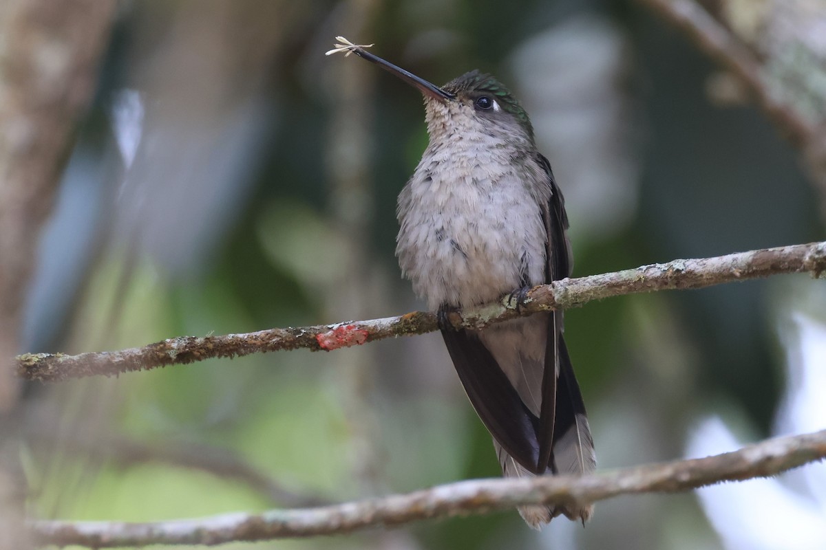 Diamantina Sabrewing - ML625760540