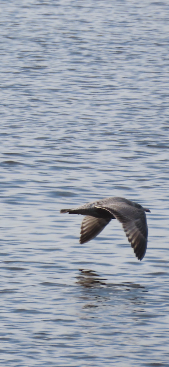 American Herring Gull - Jocelyn K
