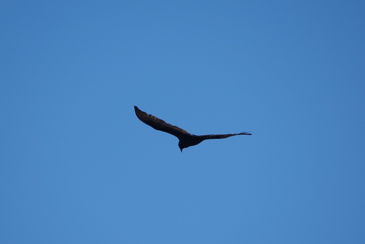 Turkey Vulture - ML625760733