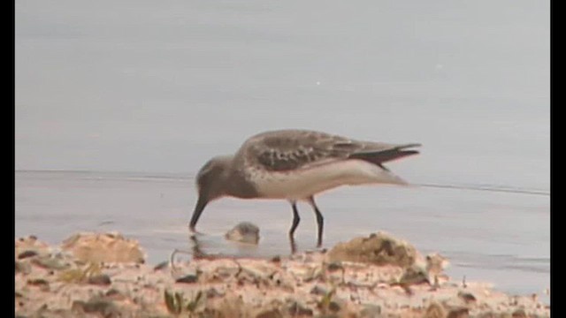 Хар элсэг - ML625760807