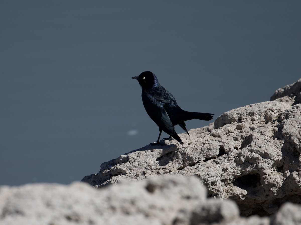 Brewer's Blackbird - ML625760832