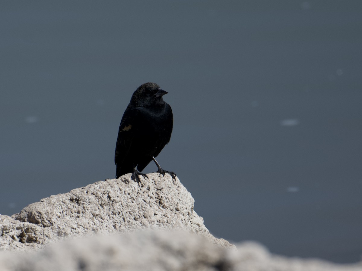 Red-winged Blackbird - ML625760853