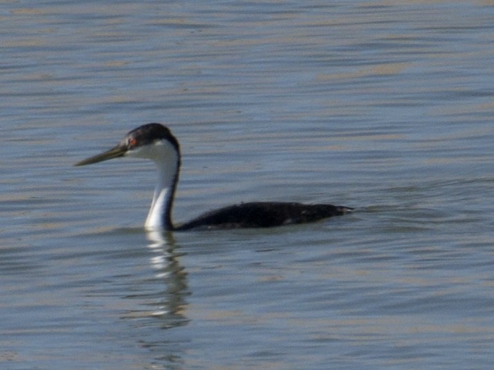 Western Grebe - ML625760871