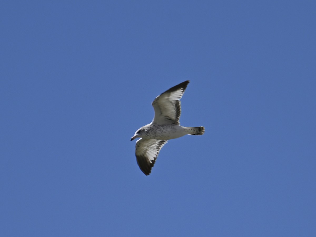 Ring-billed Gull - ML625760878