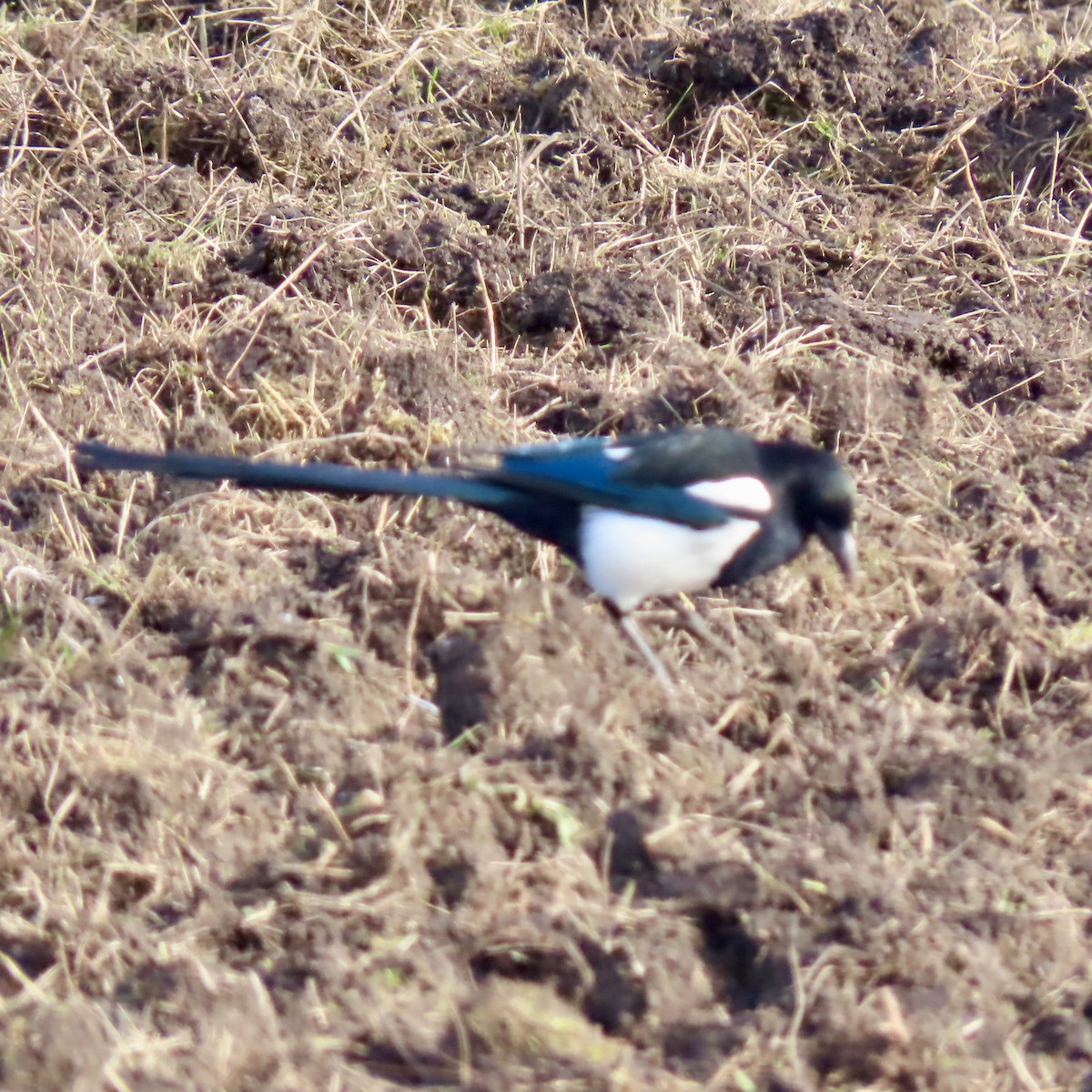 Black-billed Magpie - ML625760892