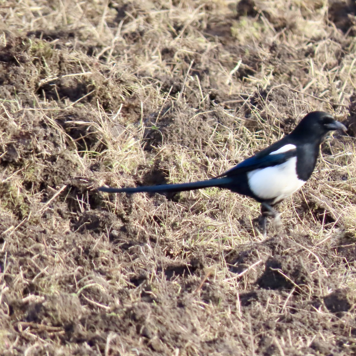 Black-billed Magpie - ML625760893