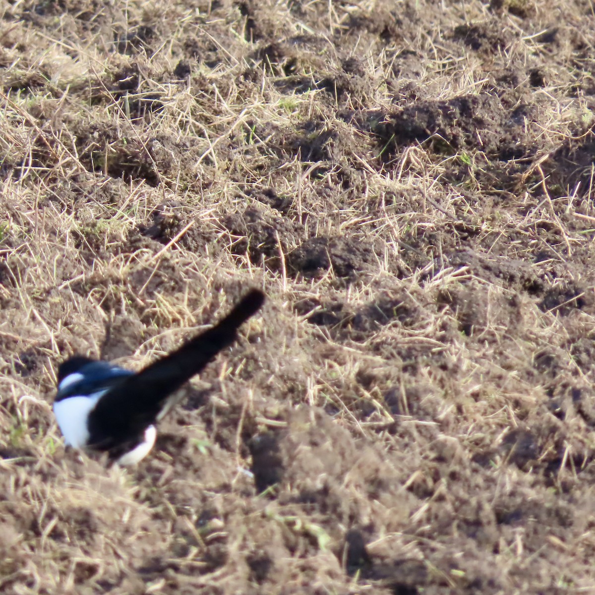 Black-billed Magpie - ML625760894