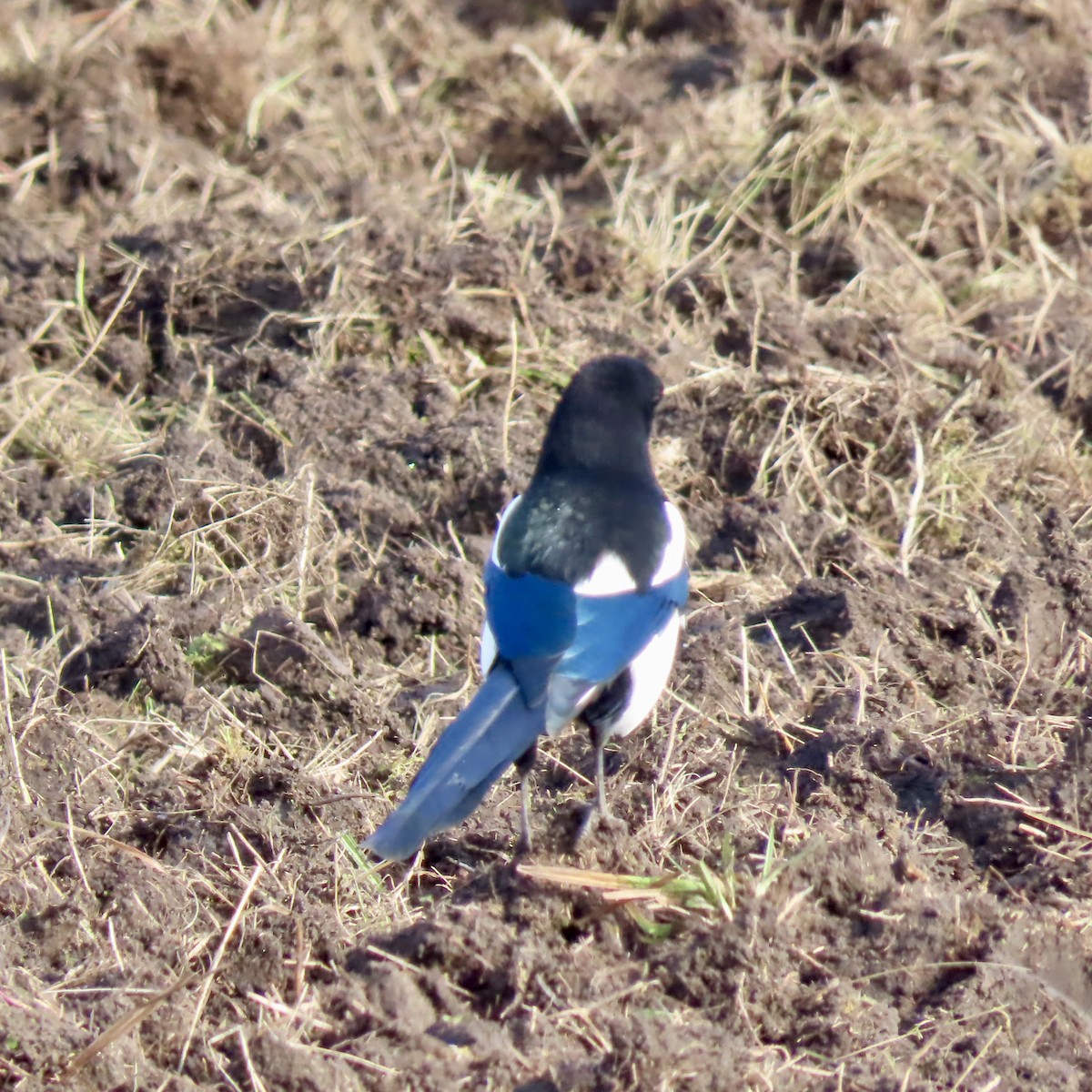 Black-billed Magpie - ML625760895