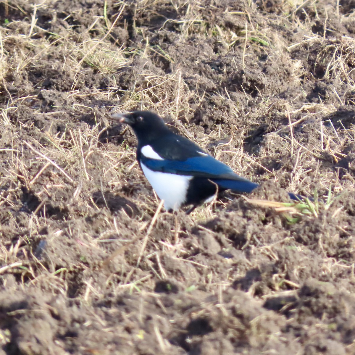 Black-billed Magpie - ML625760896