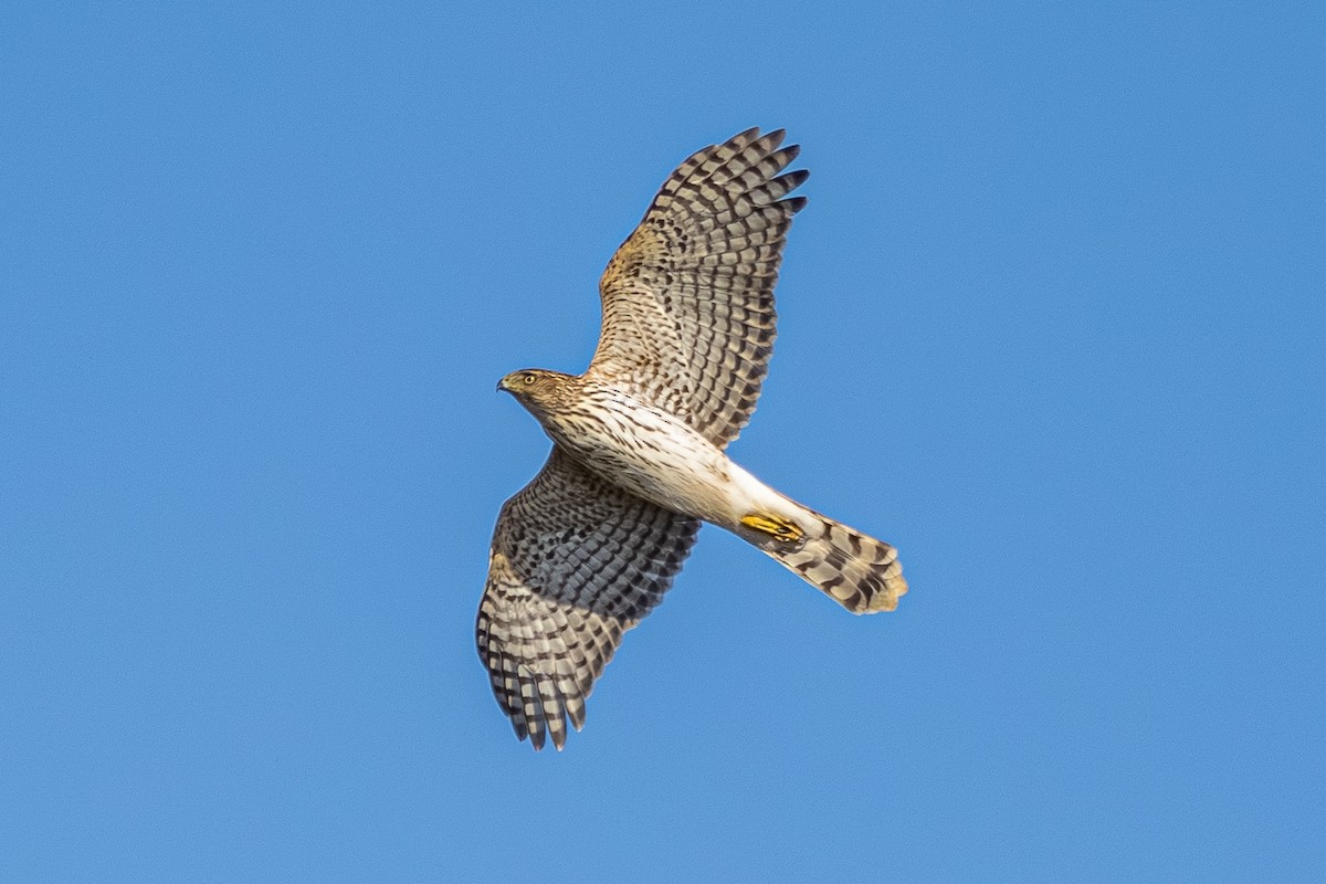 Cooper's Hawk - ML625761197