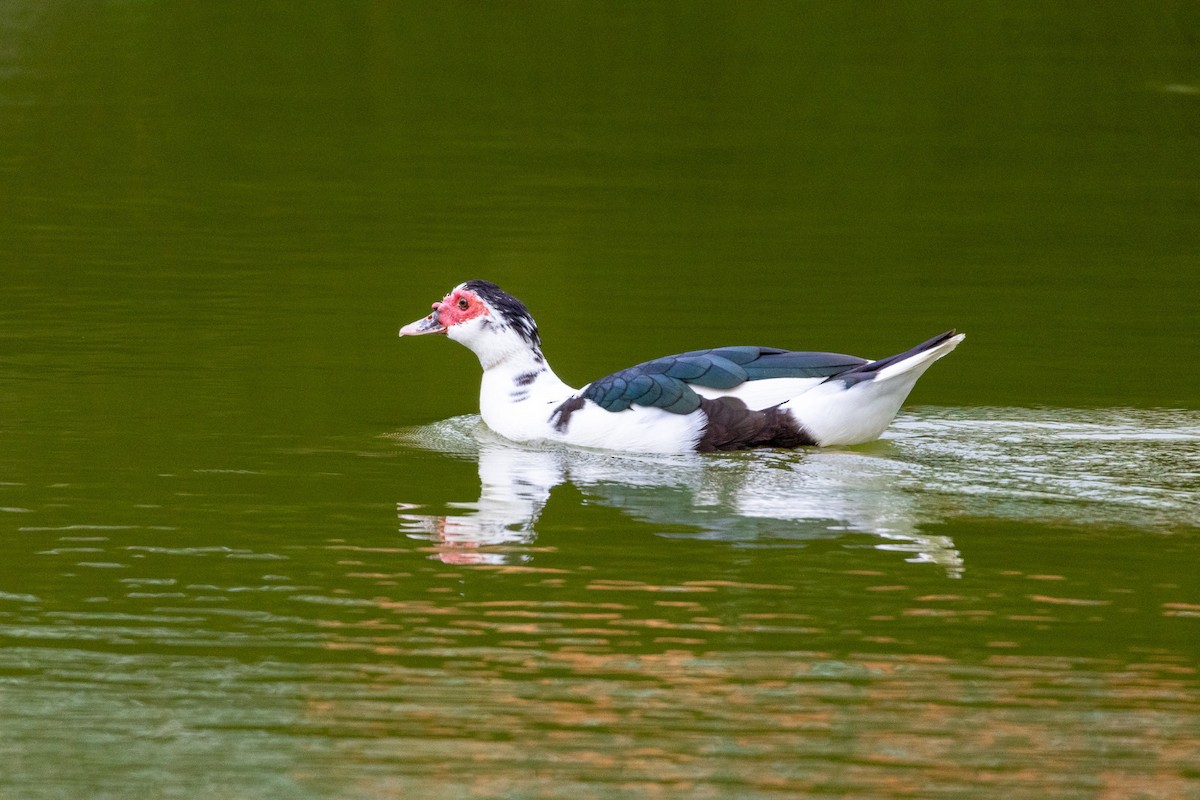 Muscovy Duck (Domestic type) - ML625761282