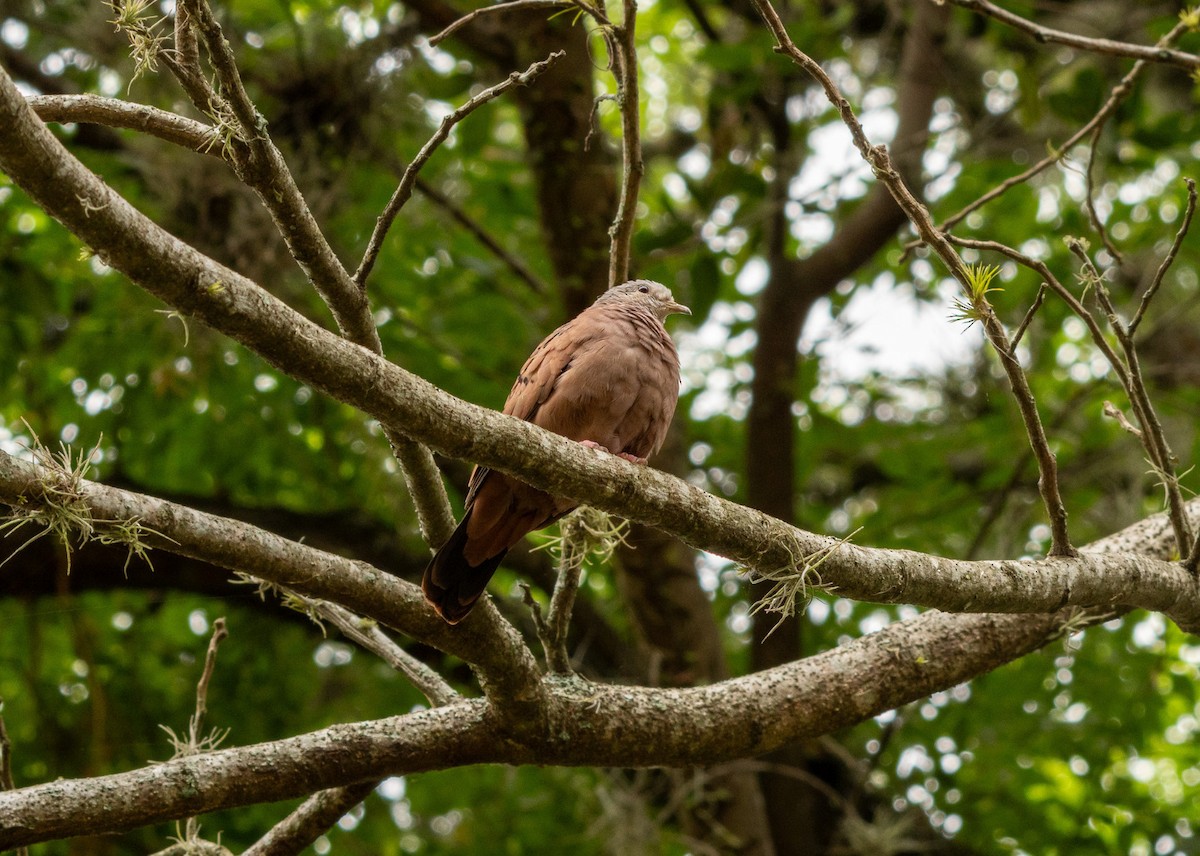 Ruddy Ground Dove - ML625761286