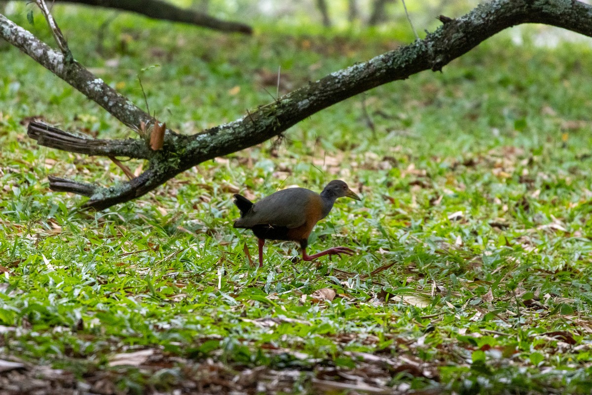 Gray-cowled Wood-Rail - ML625761290