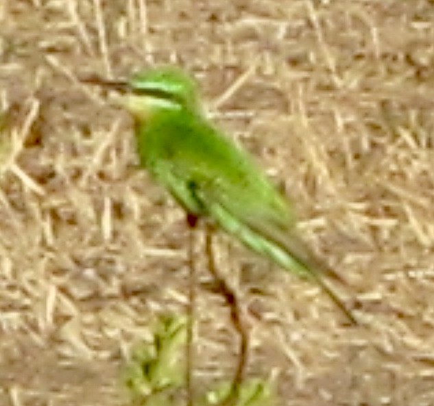 שרקרק ירוק - ML625761296