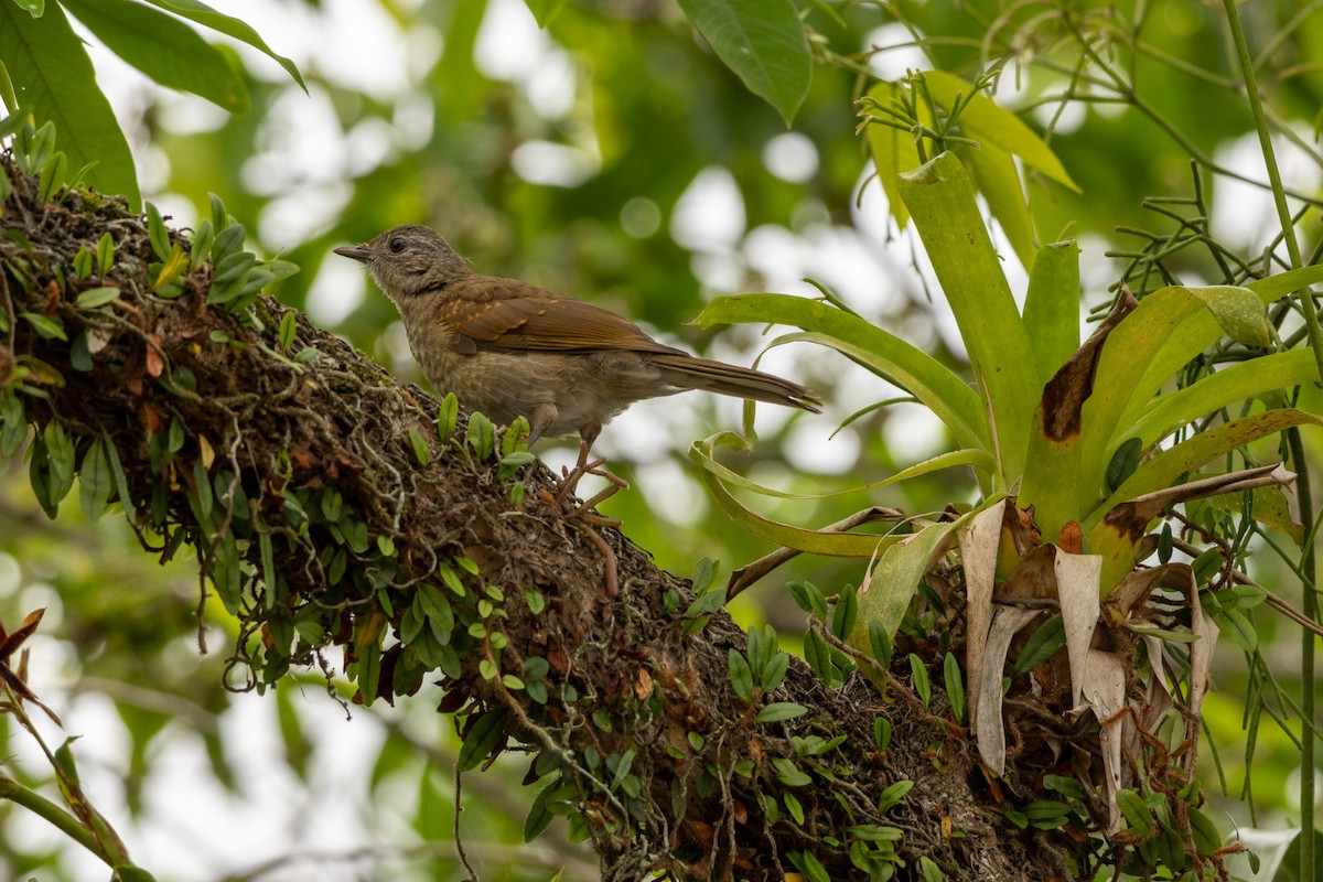 Pale-breasted Thrush - ML625761317