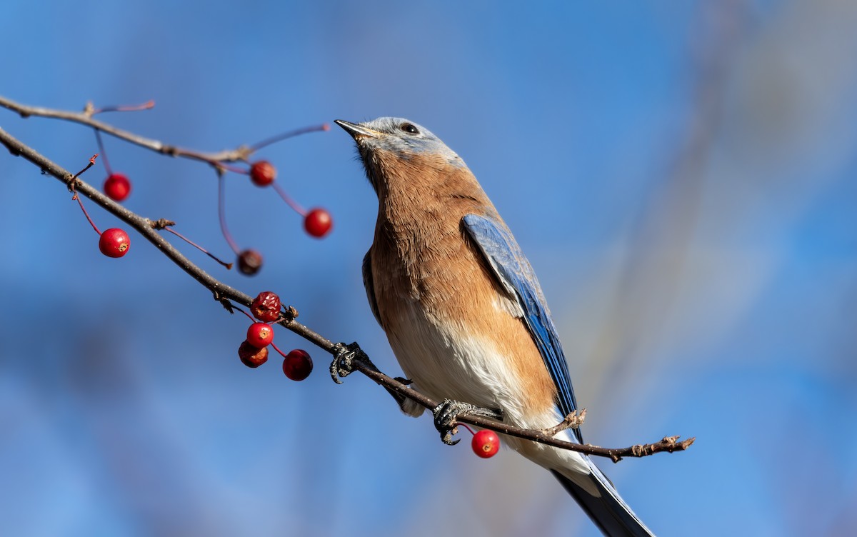 Eastern Bluebird - ML625761318