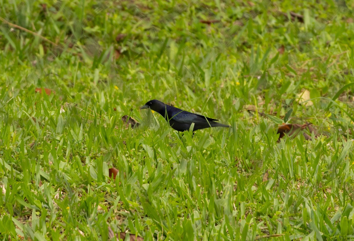 Shiny Cowbird - ML625761321