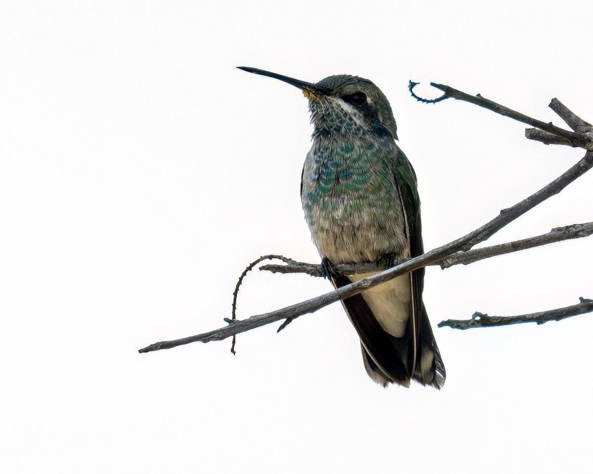 White-vented Violetear - ML625761373