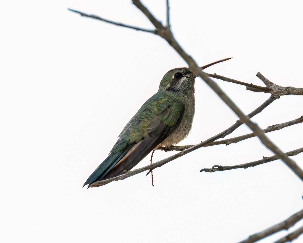 White-vented Violetear - ML625761377