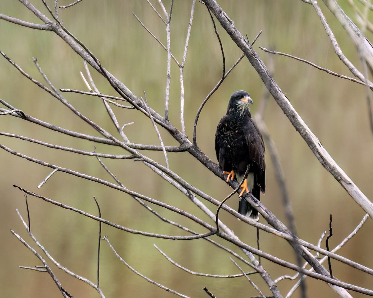 Snail Kite - ML625761384