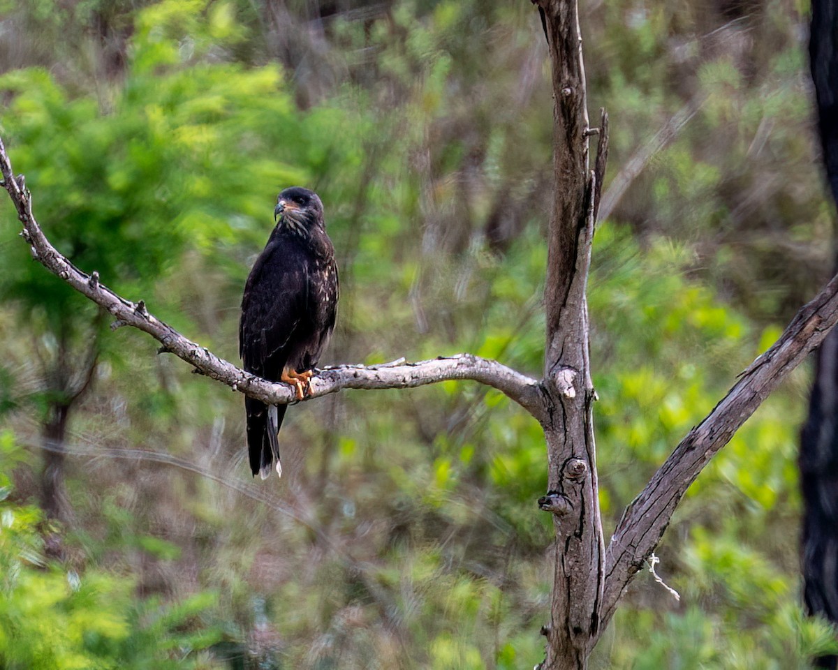 Snail Kite - ML625761385