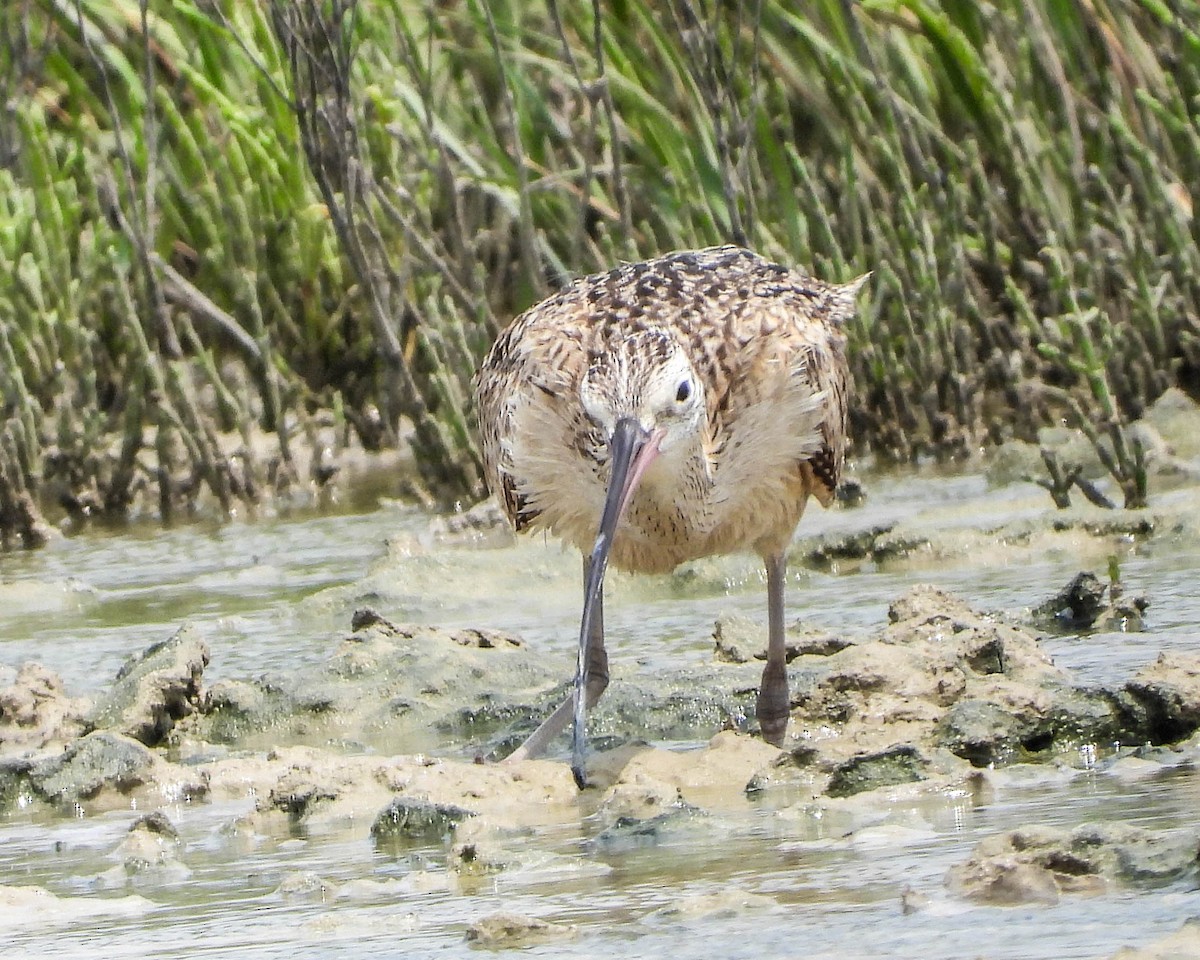 Rostbrachvogel - ML625761397