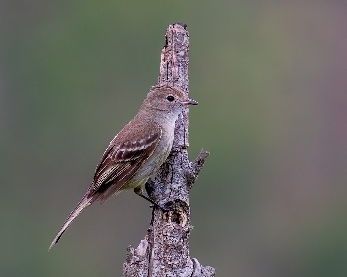 Lesser Elaenia - ML625761409