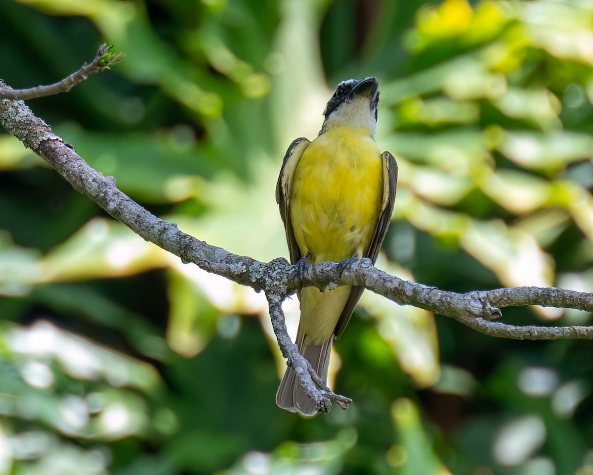 Boat-billed Flycatcher - ML625761416