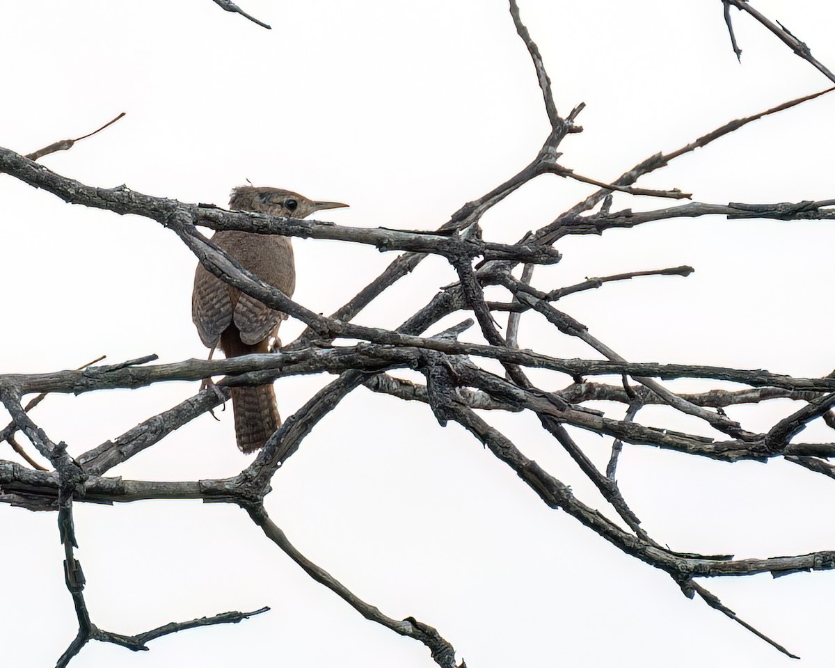 Southern House Wren - ML625761419