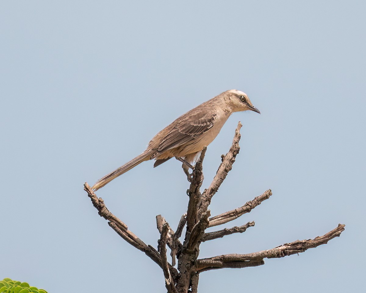 Chalk-browed Mockingbird - ML625761425