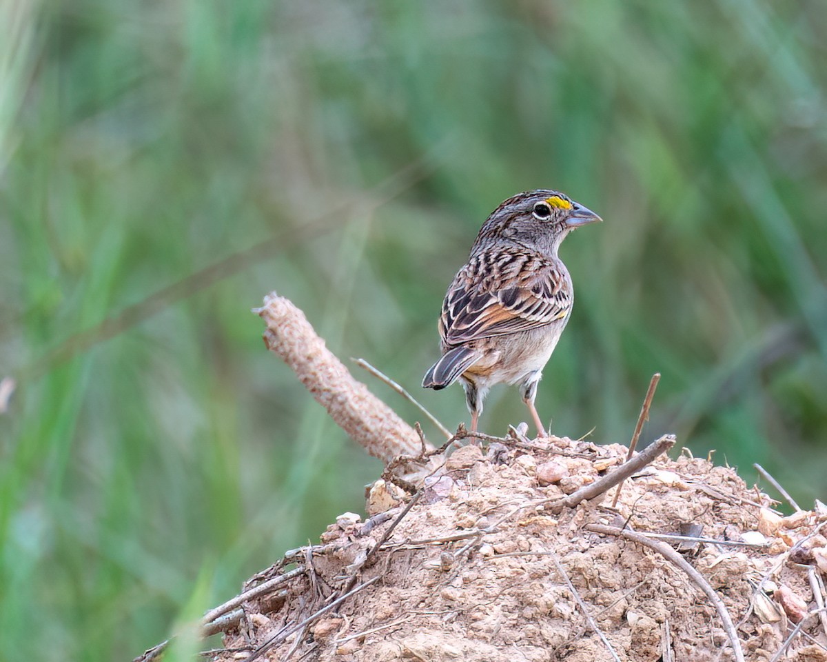 Grassland Sparrow - ML625761432