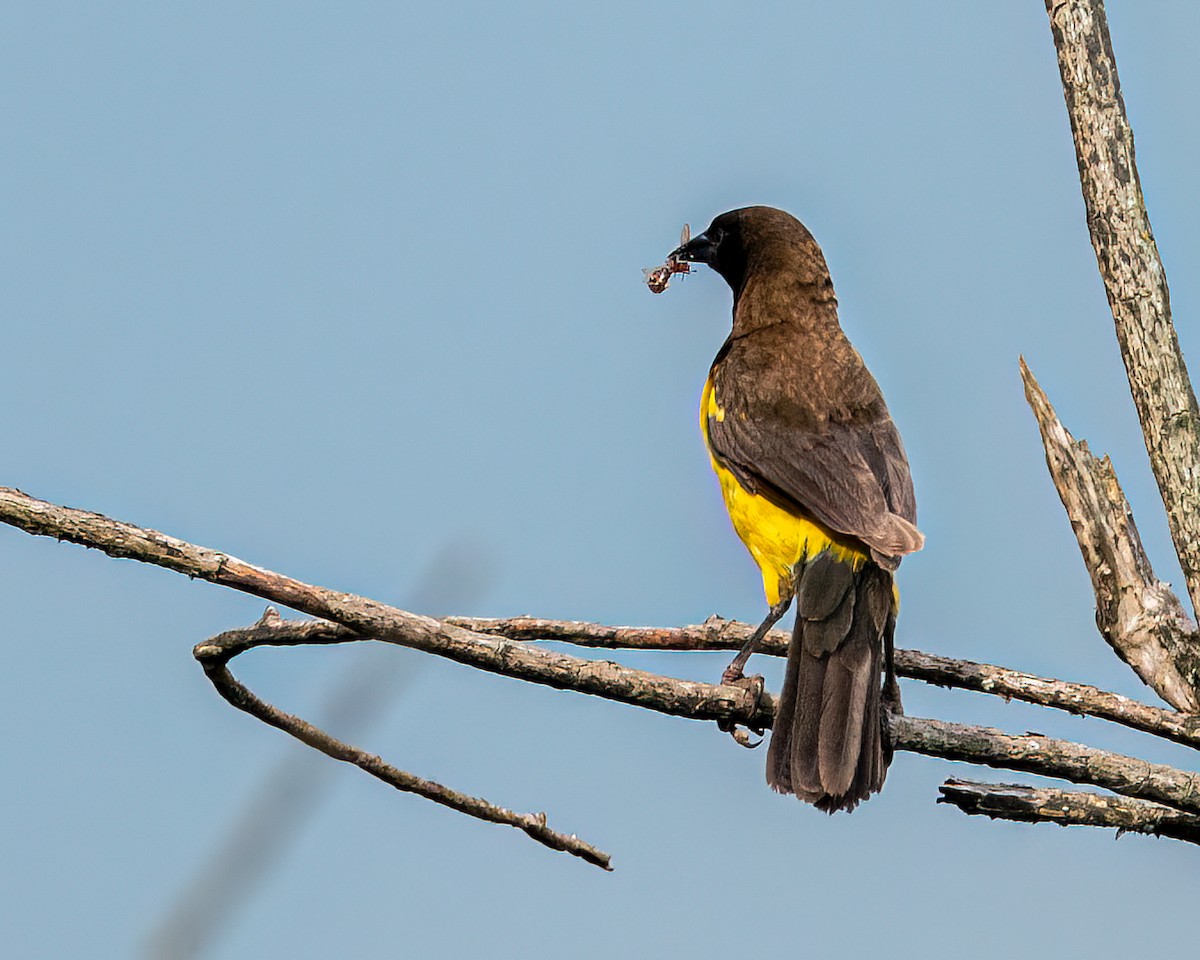 Yellow-rumped Marshbird - ML625761442