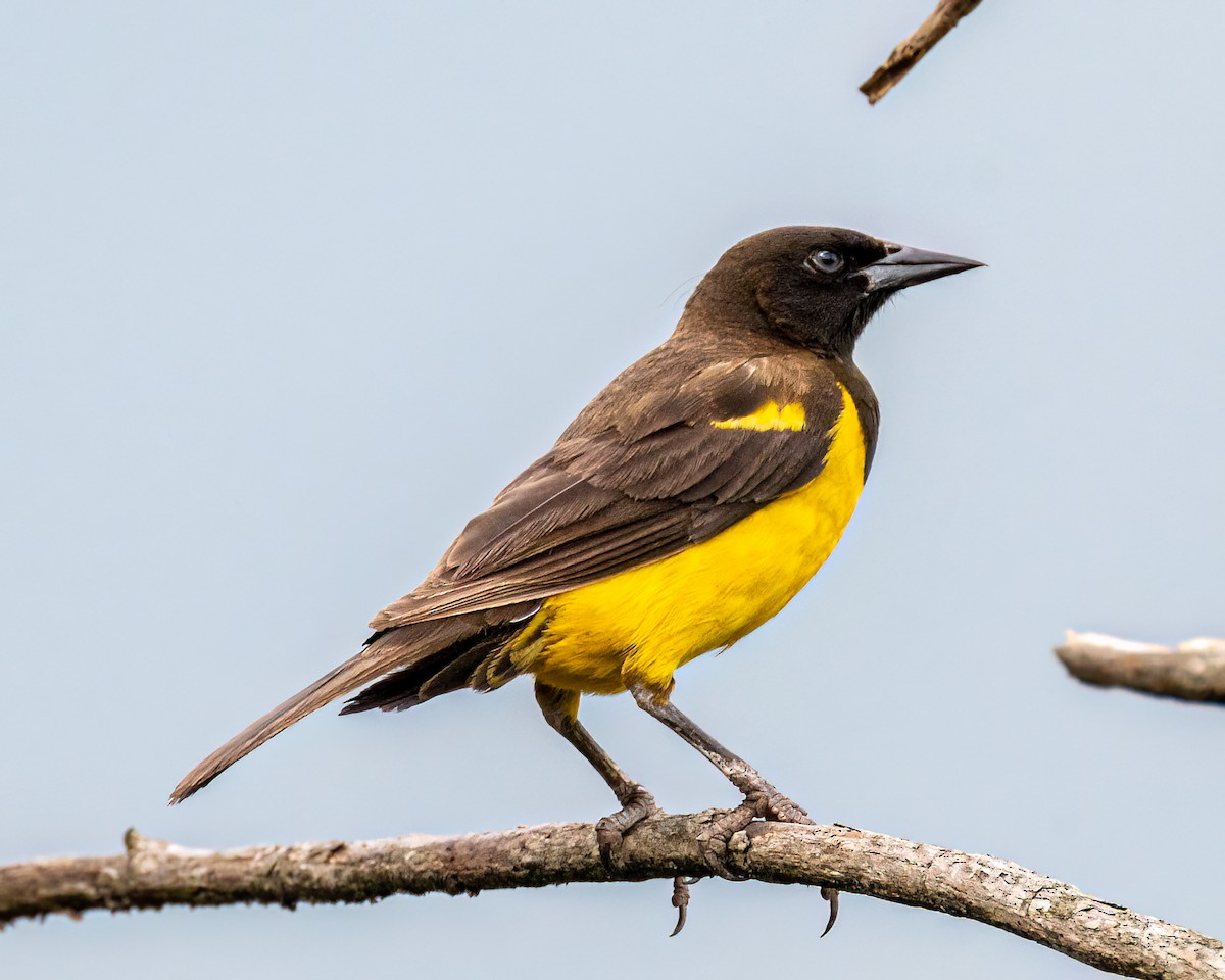 Yellow-rumped Marshbird - ML625761443