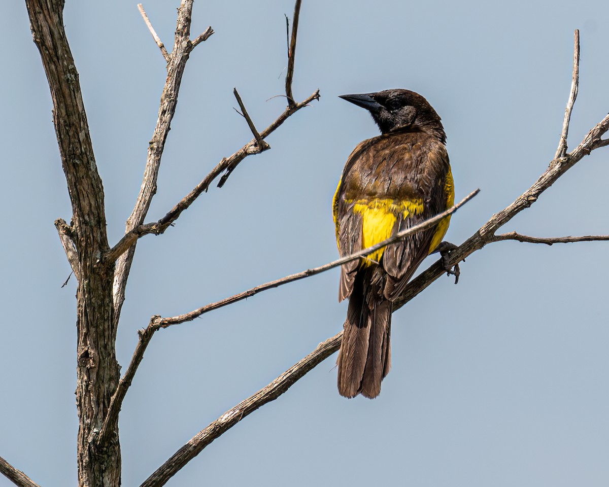 Yellow-rumped Marshbird - ML625761445