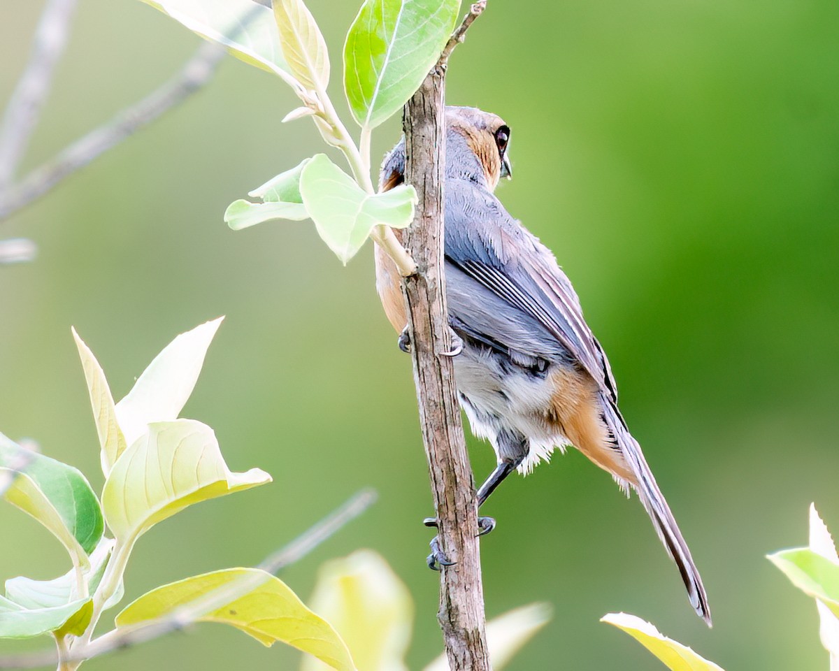 Cinnamon Tanager - ML625761449