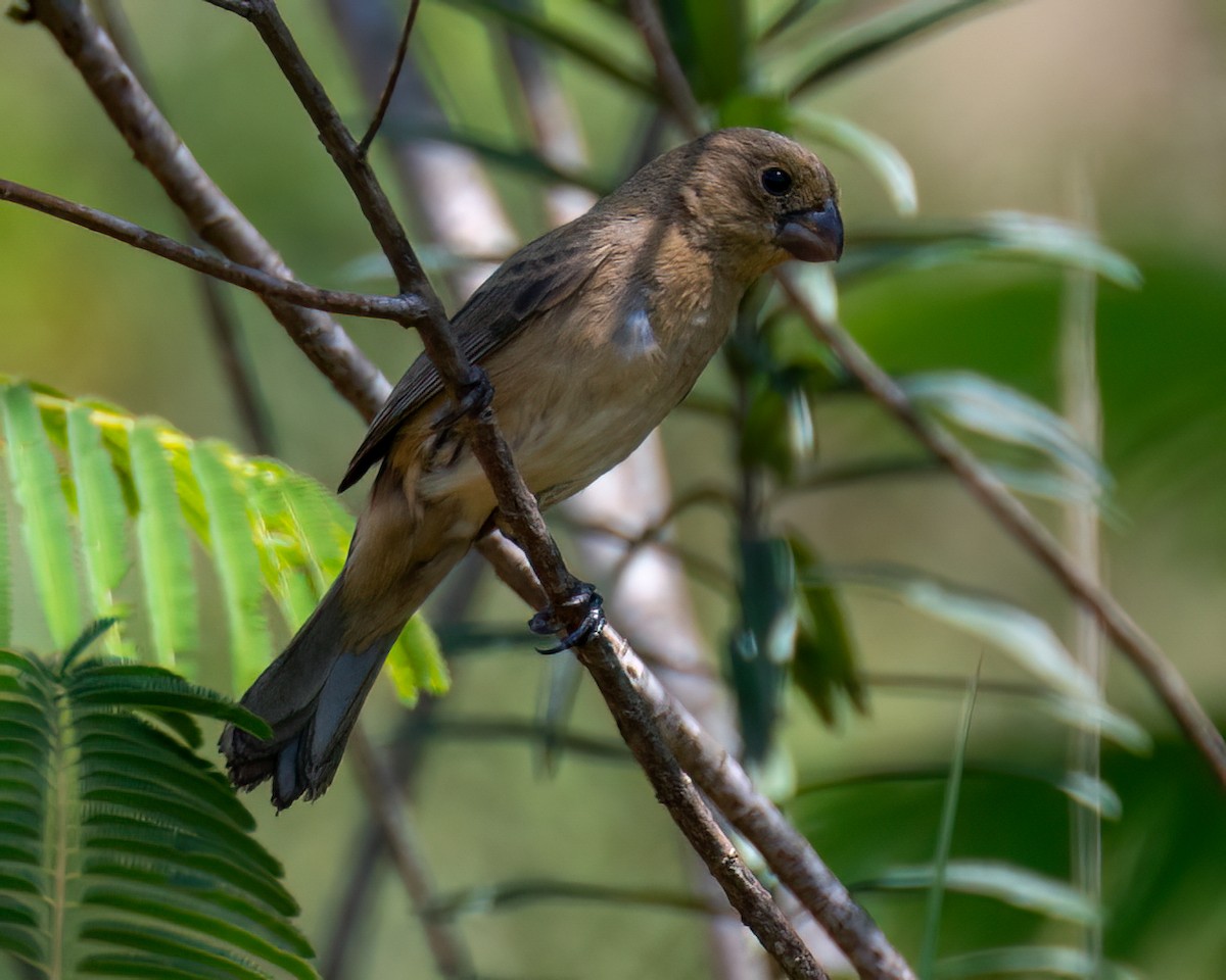 White-bellied Seedeater - ML625761455