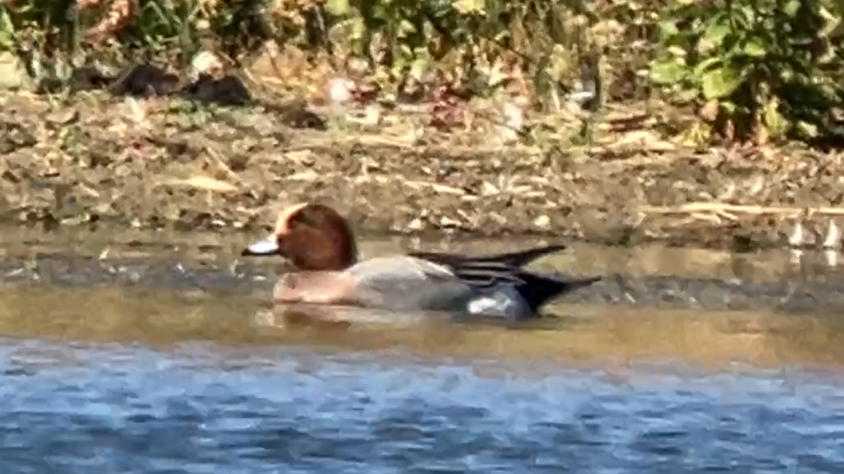 Зээрд нугас - ML625761510