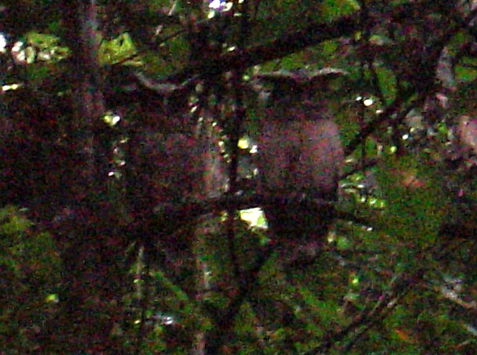 Crested Owl - ML625761520