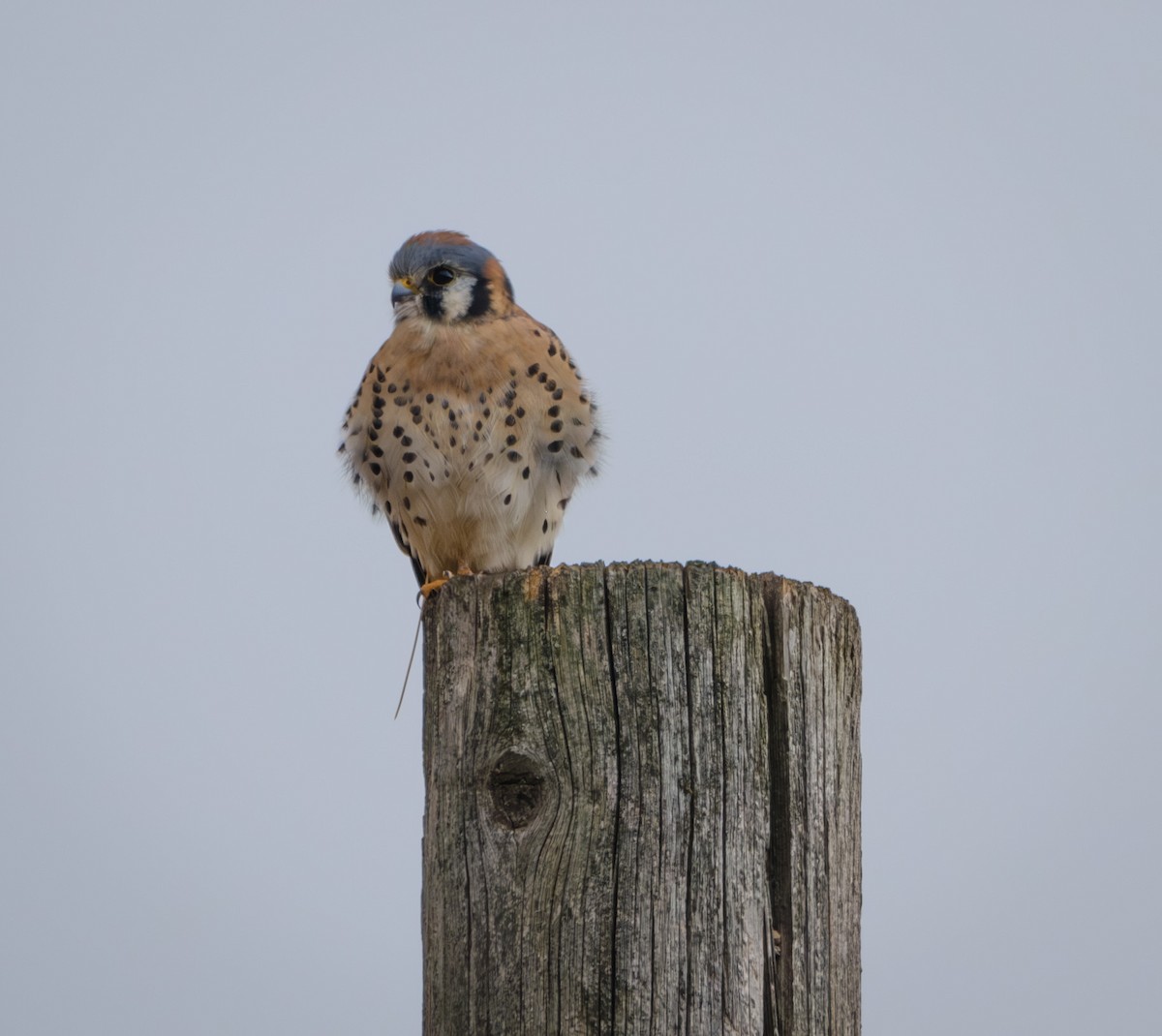 American Kestrel - ML625761687