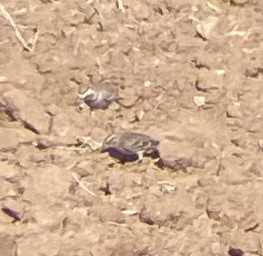 Chestnut-collared Longspur - ML625761861