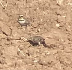 Chestnut-collared Longspur - ML625761867