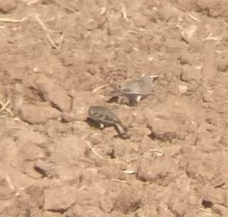 Chestnut-collared Longspur - ML625761871