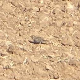 Chestnut-collared Longspur - ML625761889