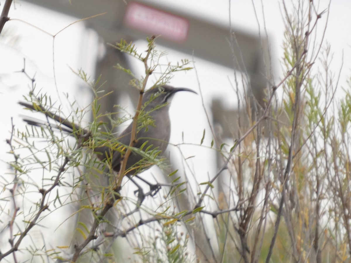 Crissal Thrasher - ML625761931