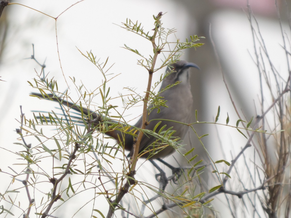 Crissal Thrasher - ML625761932